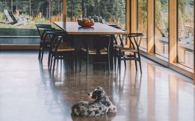 dog on stone flooring dining room
